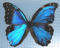 Morpho didius gynandromorph (116) (Internet Image property of respective owner, non-commercial use only)